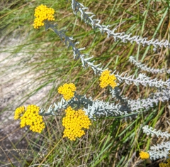 Helichrysum splendidum
