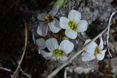 Draba norvegica