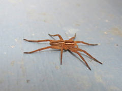 Dolomedes striatus