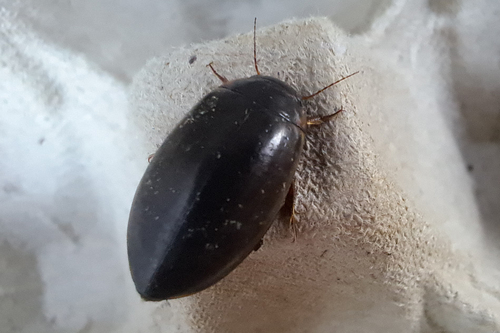 Cosmopolitan Diving Beetle
