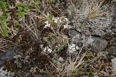 Draba norvegica