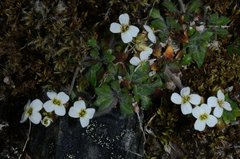 Draba norvegica
