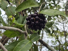 Mosannona depressa