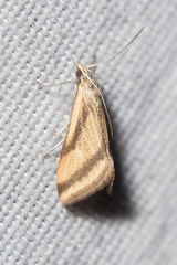 Microtheoris vibicalis