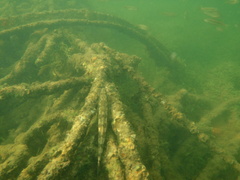 Pseudaphritis urvillii