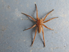 Dolomedes striatus