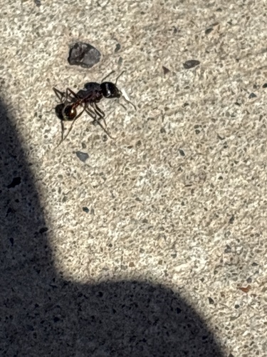 Rough Harvester Ant