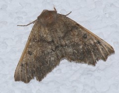 Odontopera bidentata