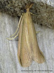 Peoria gematella
