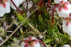 Harrimanella hypnoides