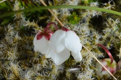 Harrimanella hypnoides