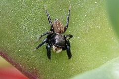 Euophrys herbigrada