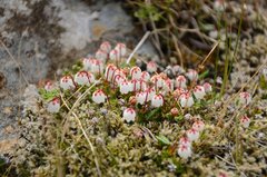 Harrimanella hypnoides