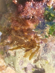 Dictyopteris polypodioides