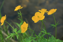 Trollius riederianus
