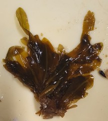 Dictyopteris polypodioides