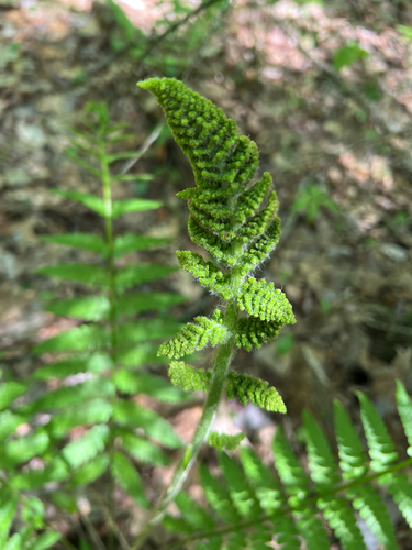 cinnamon fern