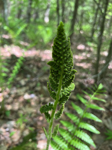 cinnamon fern