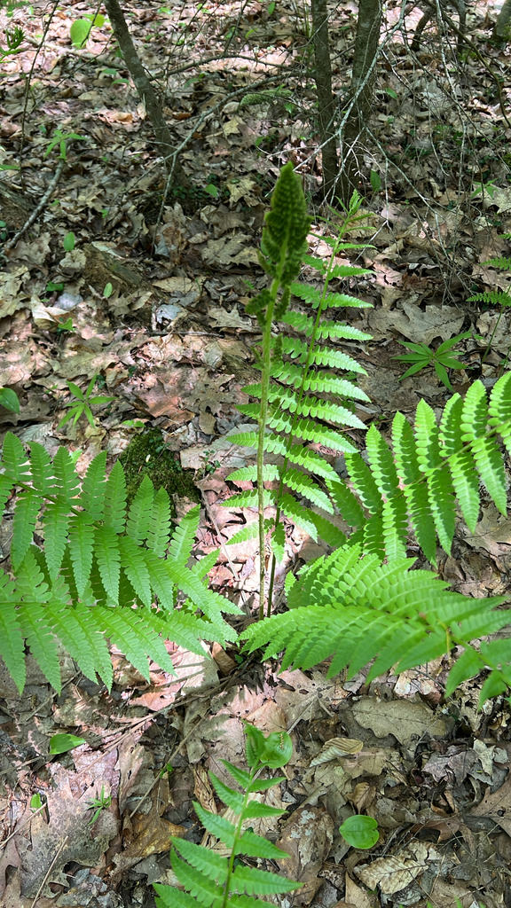 cinnamon fern