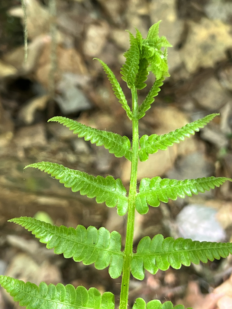 cinnamon fern
