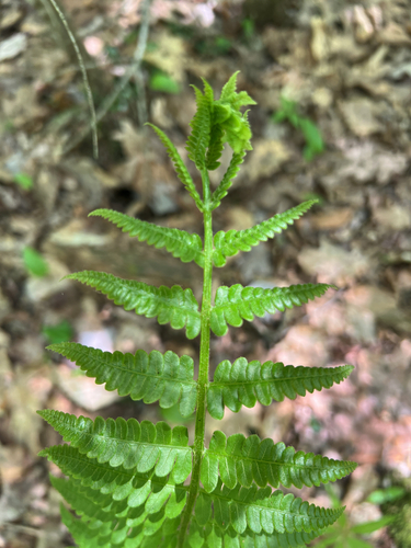 cinnamon fern