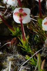 Harrimanella hypnoides