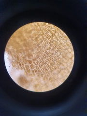 Dictyopteris polypodioides