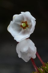 Harrimanella hypnoides