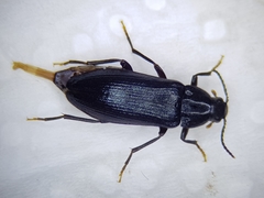 Melandrya caraboides