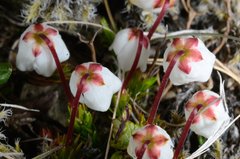 Harrimanella hypnoides