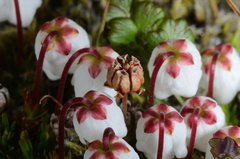 Harrimanella hypnoides