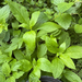 Lobelia siphilitica 4