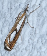Catoptria permutatellus