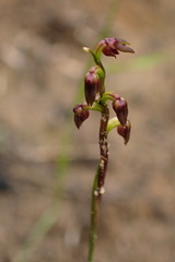 Genoplesium rufum
