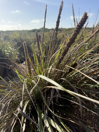 Eragrostis variabilis observed 2026-05-27