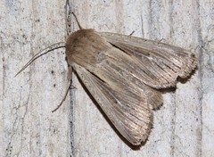Leucania comma