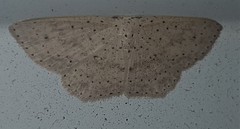 Cyclophora turneri