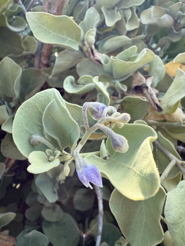Solanum nelsonii observed 2026-05-27
