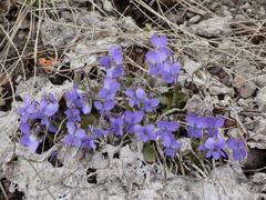 Viola hirta