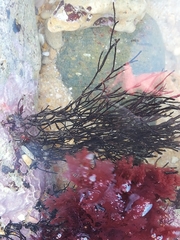 Cladostephus spongiosus