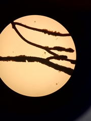 Cladostephus spongiosus