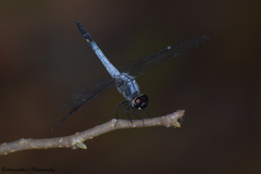 Brachydiplax sobrina