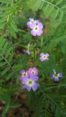 Malcolmia maritima