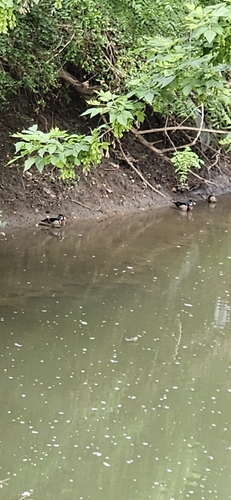 Pato joyuyo