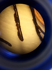 Cladostephus spongiosus