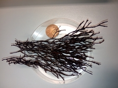 Cladostephus spongiosus