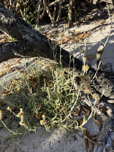 Pseudognaphalium sandwicensium observed 2026-05-27