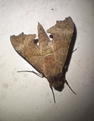 Aleuron neglectum