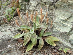 Plantago camtschatica