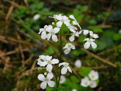 Cardamine trifolia